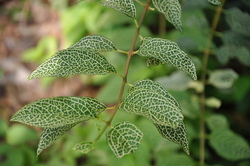 Forsythia viridissima koreana 'Kumson' — photo 1