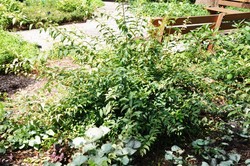 Forsythia viridissima koreana 'Kumson' — photo 2