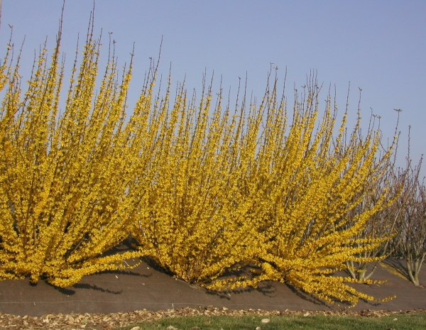 Forsythia hybrid Courtalyn — photo 1
