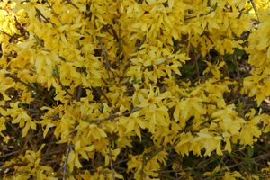 Forsythia hybrid Courtesol