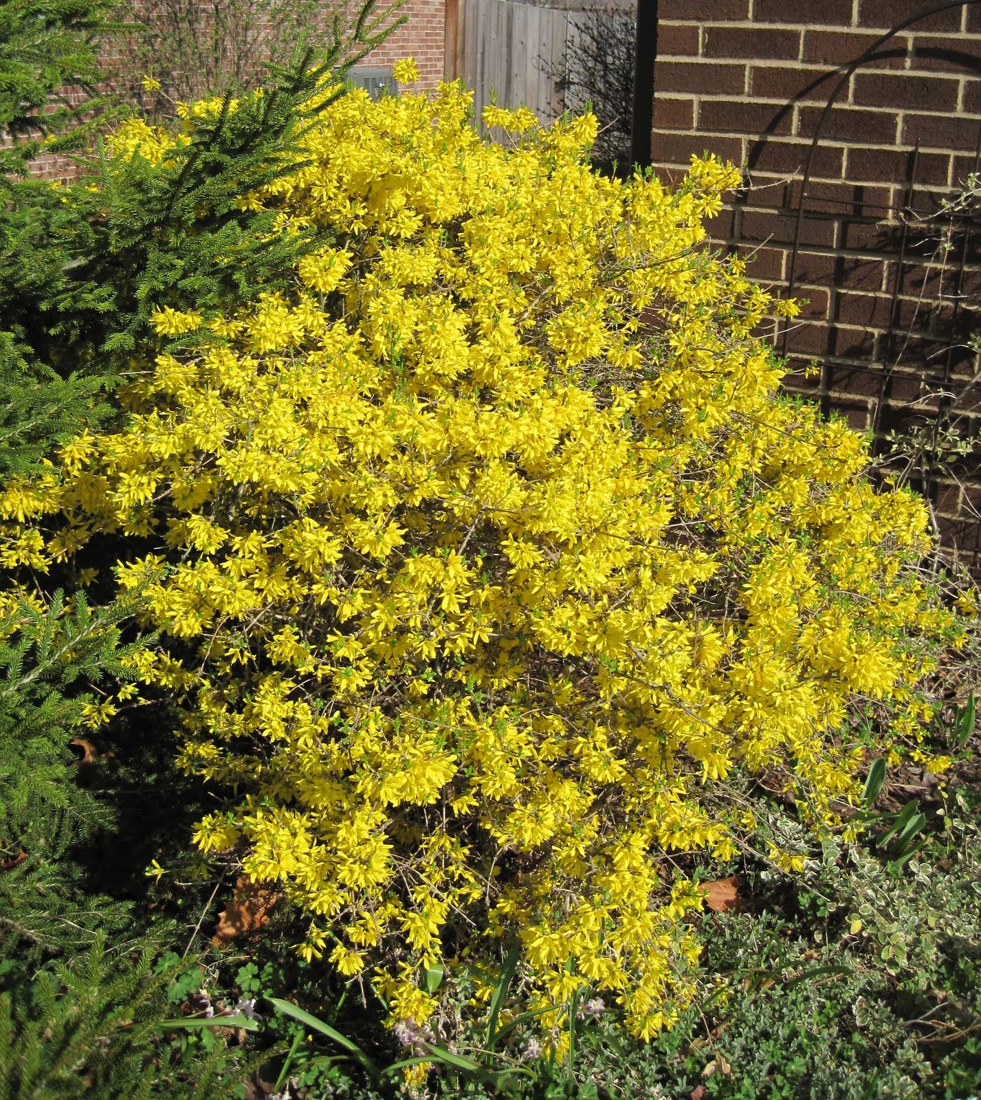 Forsythia x intermedia 'Gold Tide'