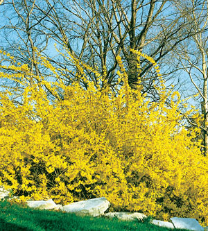 Forsythia x intermedia 'Spring Glory' — photo 1