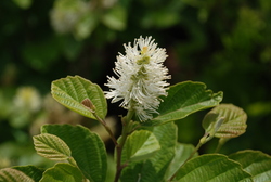 Fothergilla gardenii — photo 2