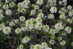 Fothergilla gardenii Mount Airy — photo 2