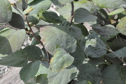 Fothergilla gardenii 'Blue Shadow' — photo 2