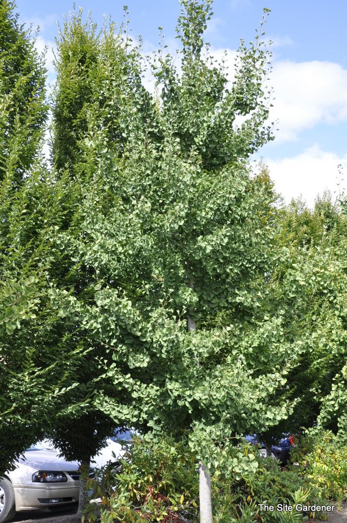 Ginkgo biloba Magyar