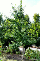 Ginkgo biloba Magyar — photo 2