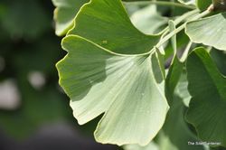 Ginkgo biloba Magyar — photo 3