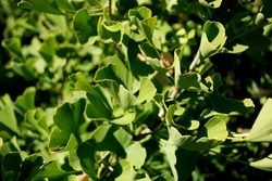 Ginkgo biloba 'Autumn Gold' — photo 2