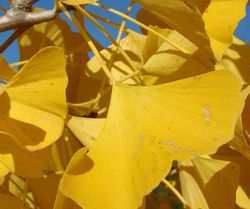 Ginkgo biloba 'Autumn Gold' — photo 3