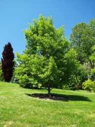 Ginkgo biloba 'Autumn Gold' — photo 4