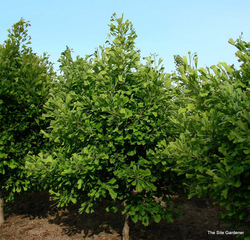 Ginkgo biloba 'Autumn Gold' — photo 5