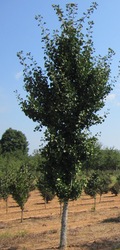Ginkgo biloba 'Princeton Sentry' — photo 4