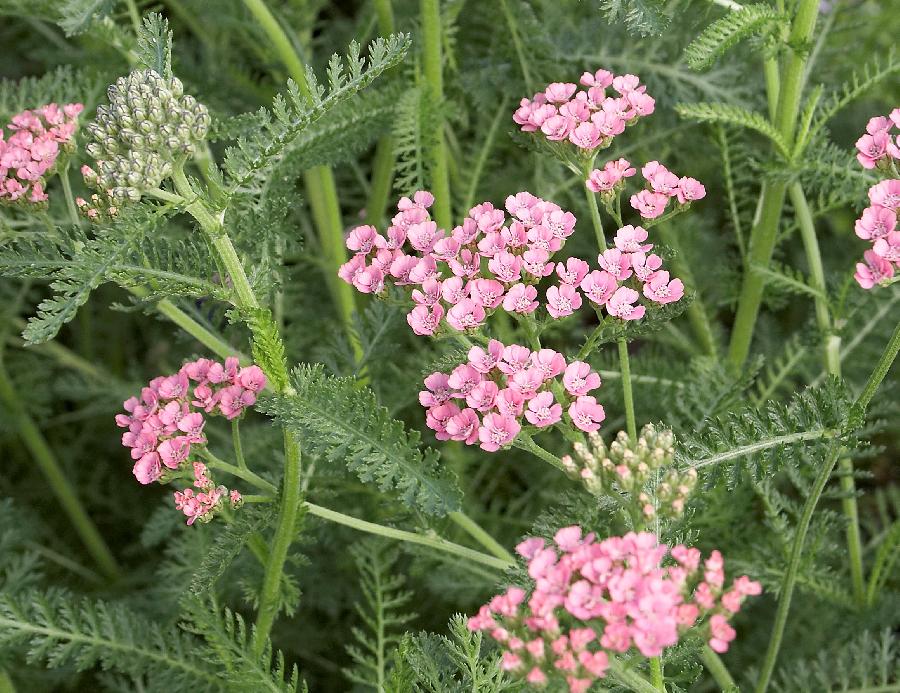 Achillea 'Gloria Jean' — photo 1