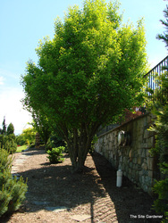 Ginkgo biloba Chi Chi — photo 3