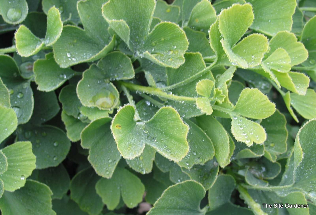 Ginkgo biloba Jade Butterflies