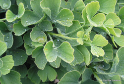 Ginkgo biloba Jade Butterflies — photo 1