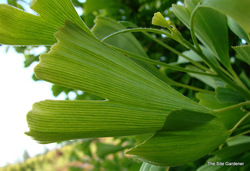Ginkgo biloba Saratoga — photo 2