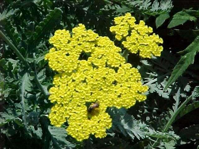 Achillea 'Moonshine' — photo 1