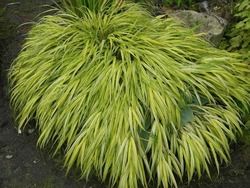 Hakonechloa macra 'Aureola' — photo 1