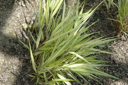 Hakonechloa macra 'Aureola' — photo 2