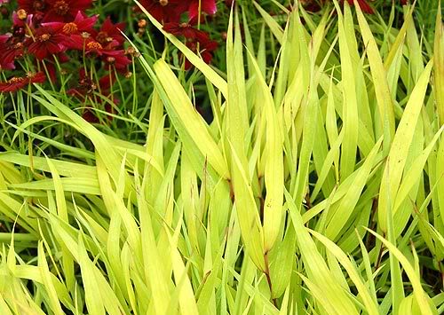 Hakonechloa macra All Gold — photo 1