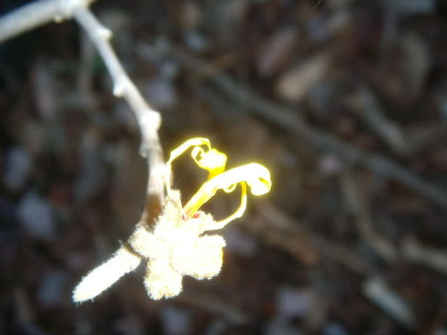 Hamamelis intermedia Sunburst — photo 1