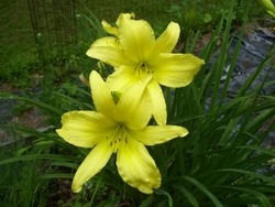 Hemerocallis 'Hyperion' — photo 1
