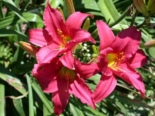 Hemerocallis 'Little Business' — photo 1