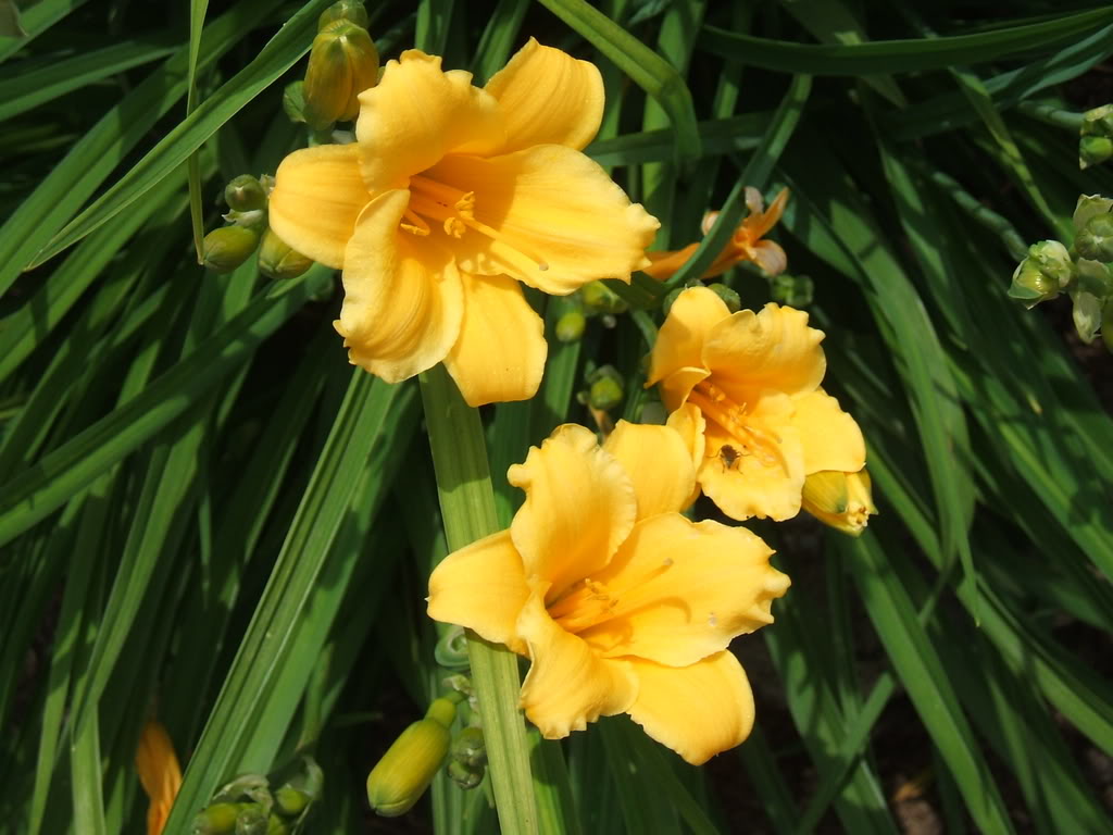 Hemerocallis 'Mini Stella' — photo 1