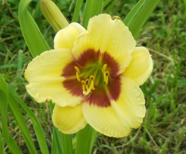 Hemerocallis 'Siloam June Bug' — photo 1
