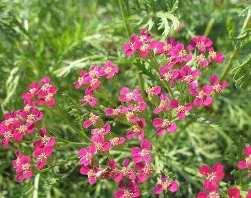 Achillea 'Red Beauty'' — photo 1