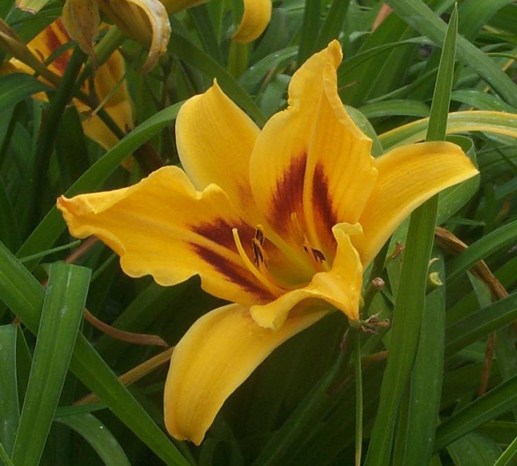 Hemerocallis Bonanza — photo 1