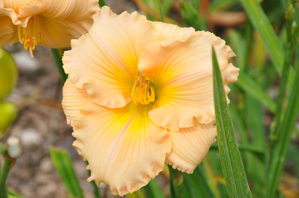 Hemerocallis Fairytale Pink