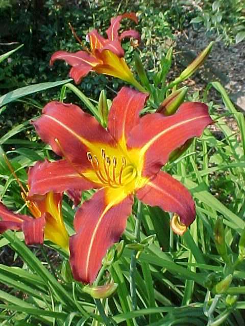 Hemerocallis hybrid Autumn Red — photo 1