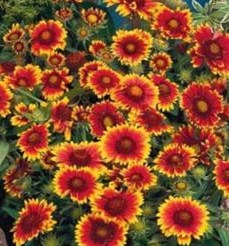 Gaillardia aristata Bijou