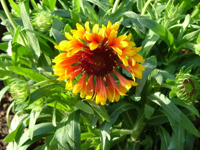 Gaillardia Fanfare