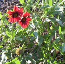 Gaillardia x grandiflora 'Burgunder' — photo 1