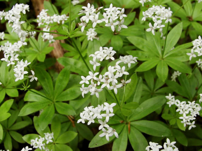 Galium odoratum
