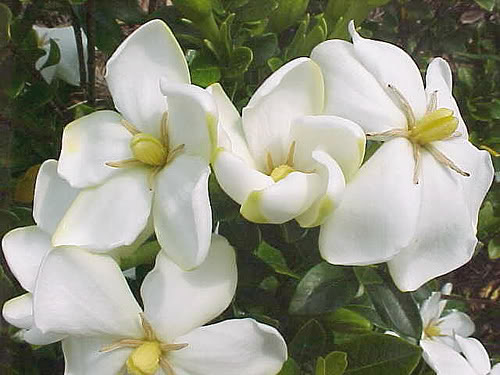 Gardenia jasminoides Kleims Hardy