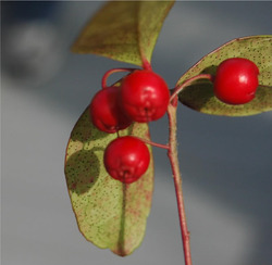 Gaultheria procumbens — photo 1