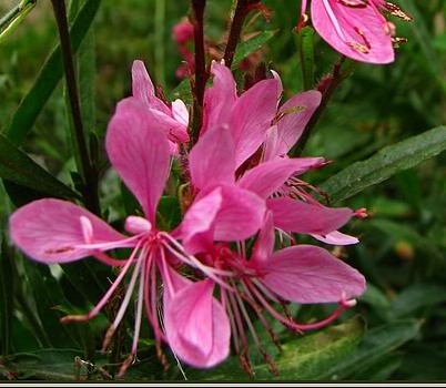 Gaura lindheimeri Siskiyou Pink