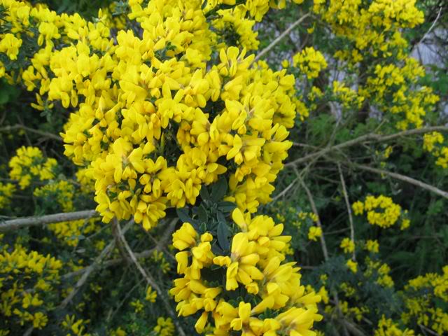 Genista pilosa Gold Flash