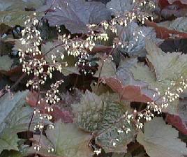 Heuchera 'Palace Purple'