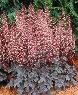 Heuchera Petite Pearl Fairy