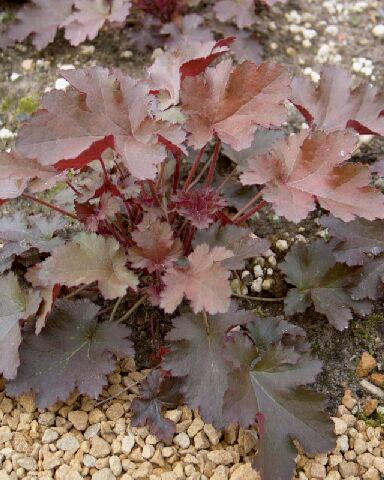Heuchera 'Chocolate Ruffles'