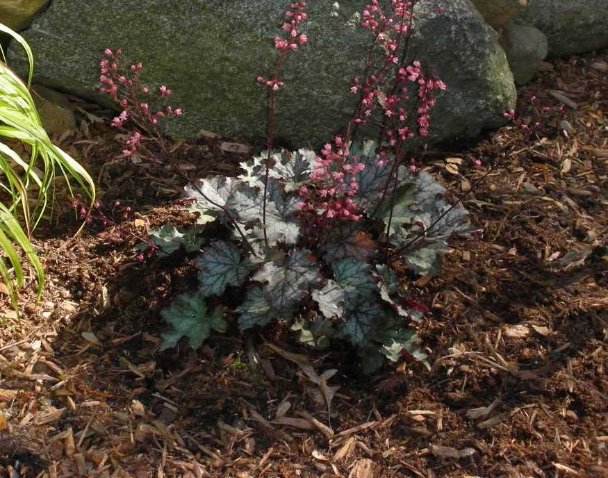 Heuchera 'Fandango'