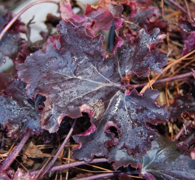 Heuchera 'Black Beauty'