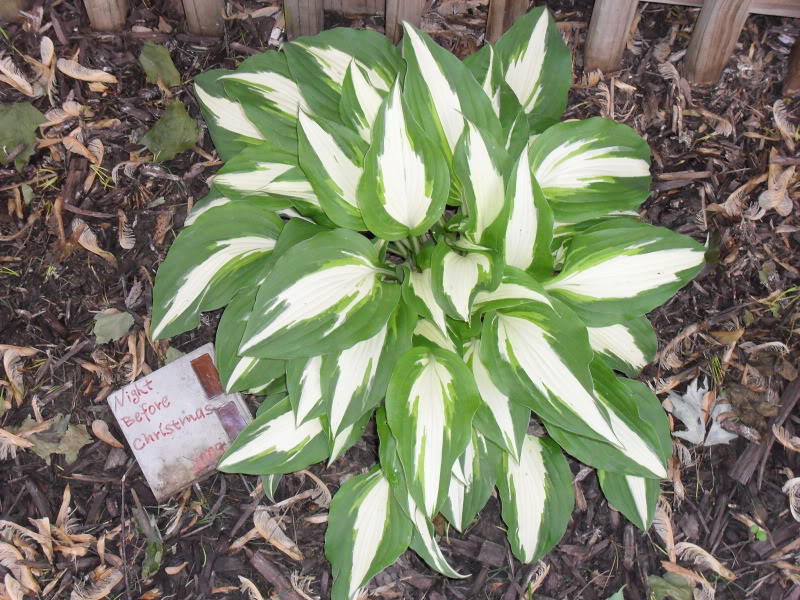 Hosta 'Night Before Christmas'