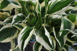 Hosta Patriot — photo 1